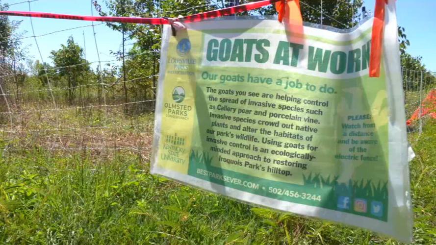 GOATS AT IROQUOIS (1).jpeg