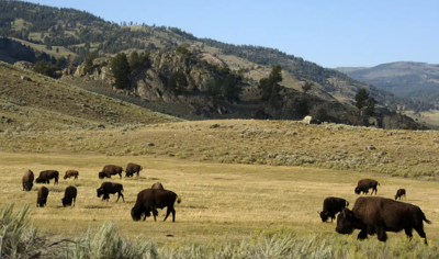 Herd of bison grazes in Lamar Valley of Yellowstone National Park