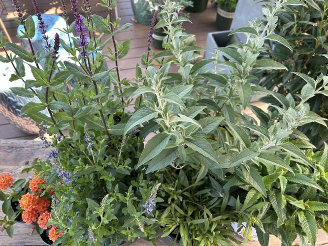 sun perennials