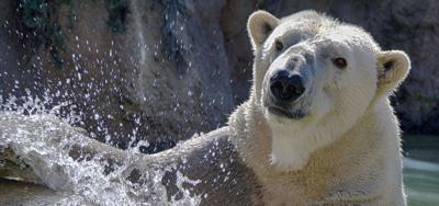 Payton-Polar-Bear-2022.jpg
