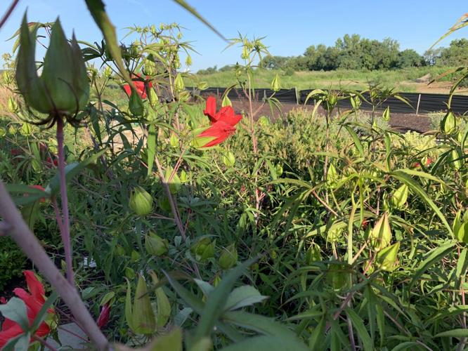 WATERFRONT BOTANICAL GARDENS - KEITH KAISER - 8-17-2020  (1).JPG