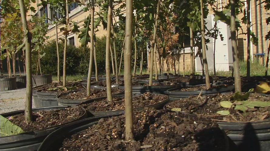 TREE GIVEAWAY 11-9-19 (3).jpg