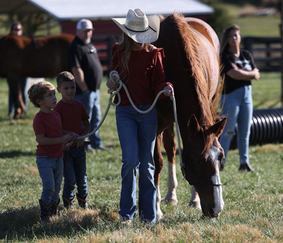 Meet the Horses