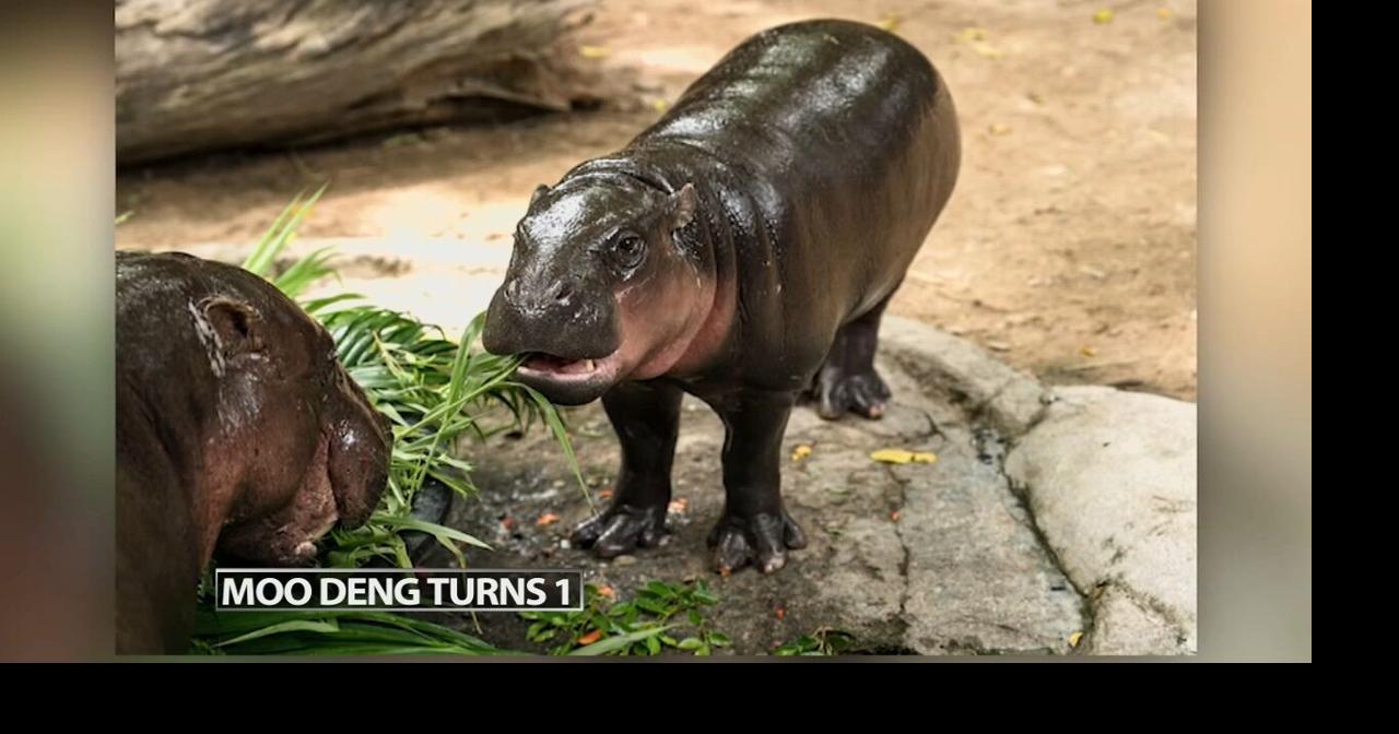 Thousands celebrate baby hippo Moo Deng’s first birthday at a Thailand zoo