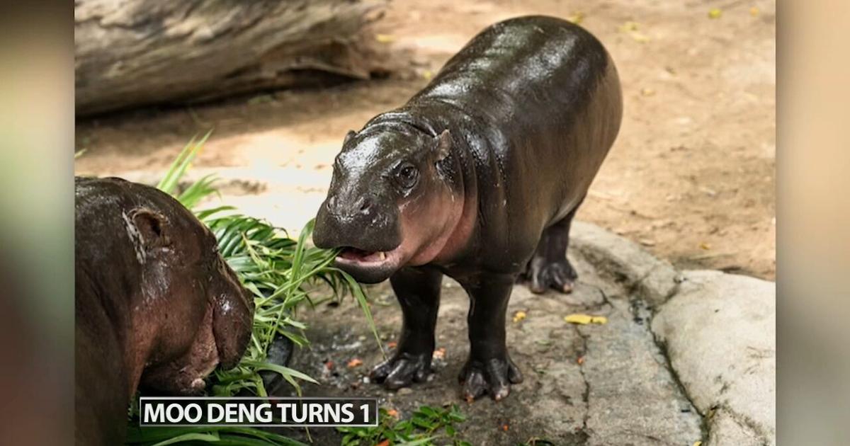 Thousands celebrate baby hippo Moo Deng’s first birthday at a Thailand zoo