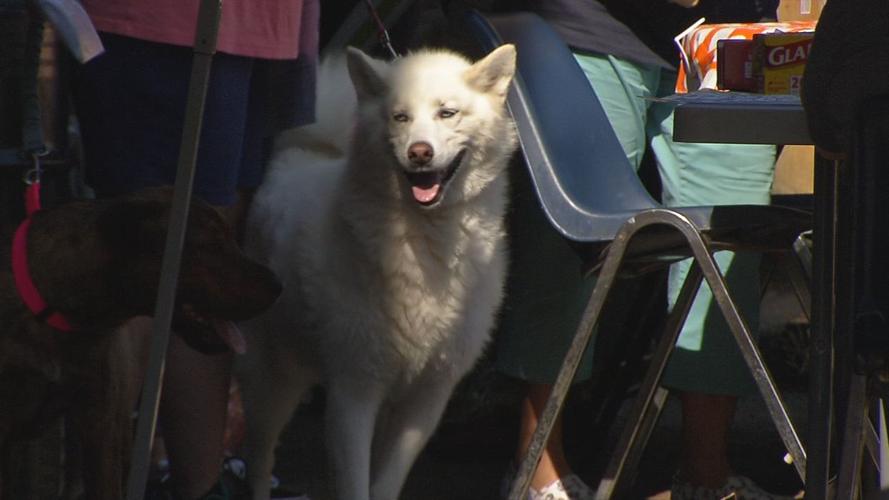 BEECHMONT PET DAY 10SOT.transfer_frame_2654.jpg