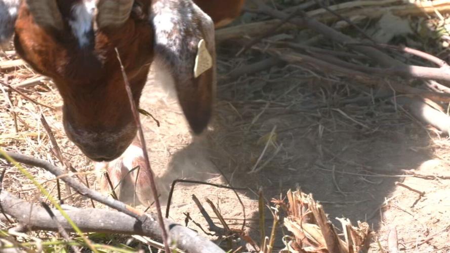 GOATS AT IROQUOIS.jpeg