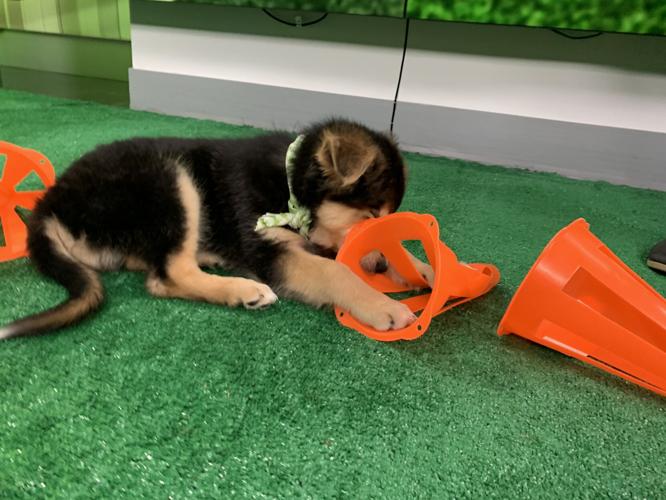 WDRB BARK BOWL 2023   (9).jpg