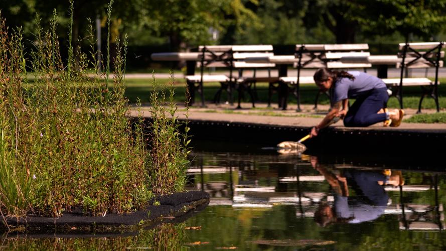 Shawnee Park Jellyfish 2.jpg