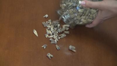 Georgia construction workers find hundreds of human teeth hidden inside wall