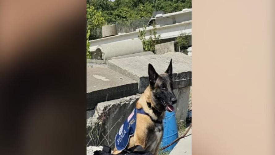 SEARCH DOG MISSING