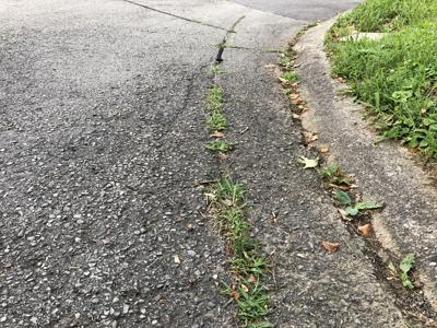 Google Fiber trench growing weeds