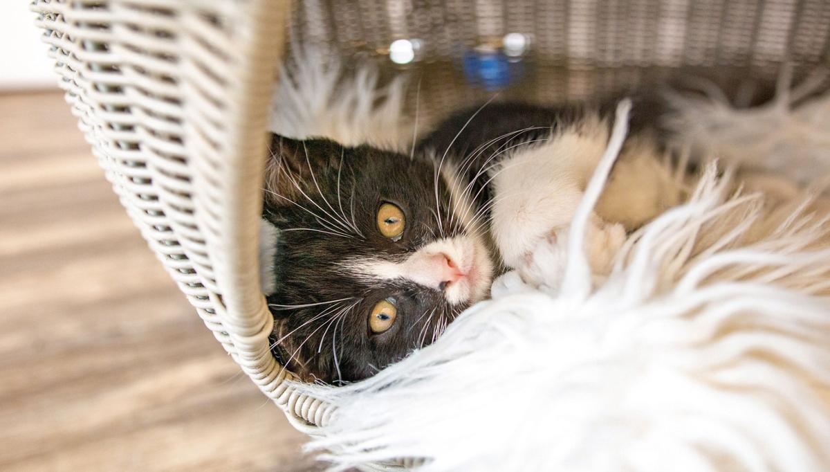 Purrfect Day Cafe Celebrates Successful First Year Community