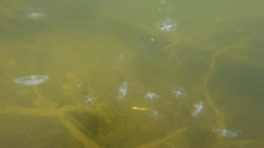 Shawnee Park Jellyfish 3.jpg