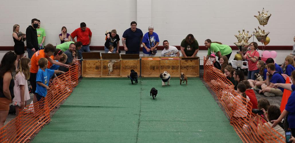 Race at Pugfest