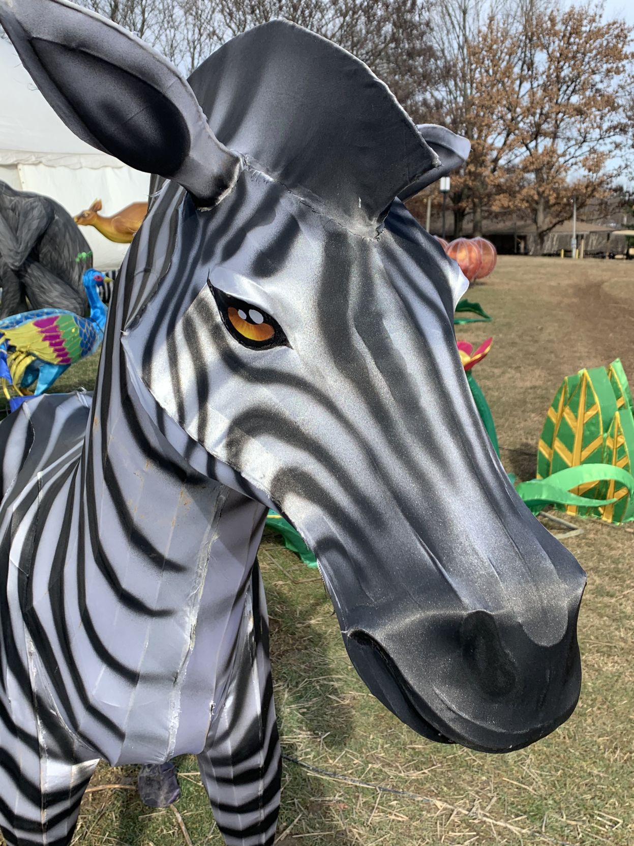 Asian Lantern Festival (zebra).jpg
