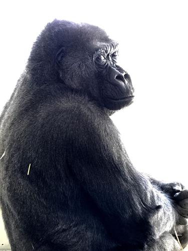 Demba, 50-year-old female gorilla at The Louisville Zoo