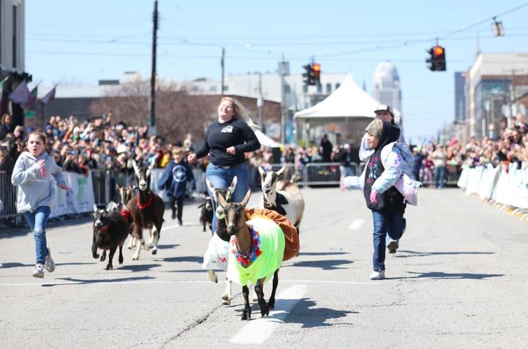 Goats finish racing at Bock Fest.JPG