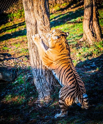 Timmy Amur tiger