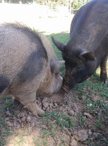 Two pigs