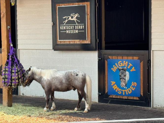 Miniature horse at  Kentucky Derby Museum.jpeg
