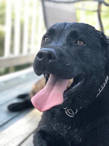 Judge Holton Missing Service Dog.jpeg