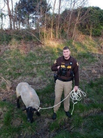 Scott County Sheep 2