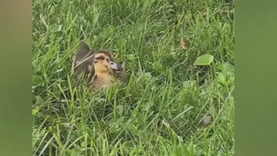 Local pet duck eats cicadas (2).jpeg