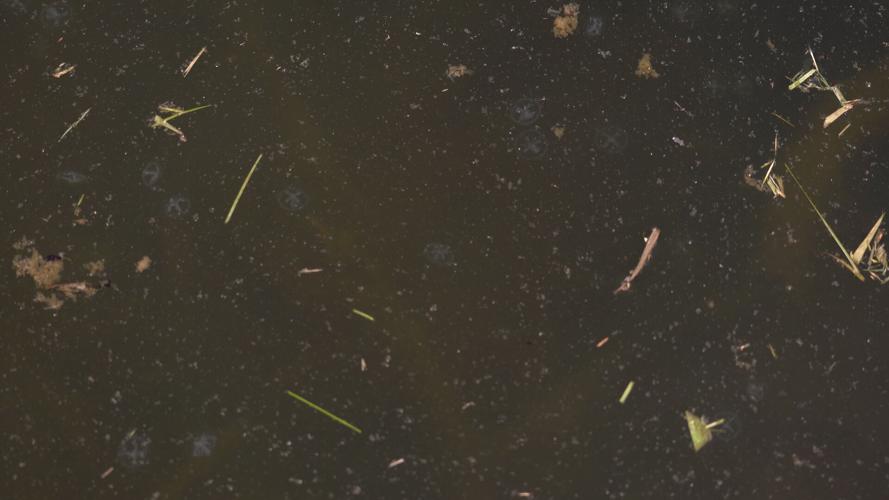 Shawnee Park Jellyfish 4.jpg