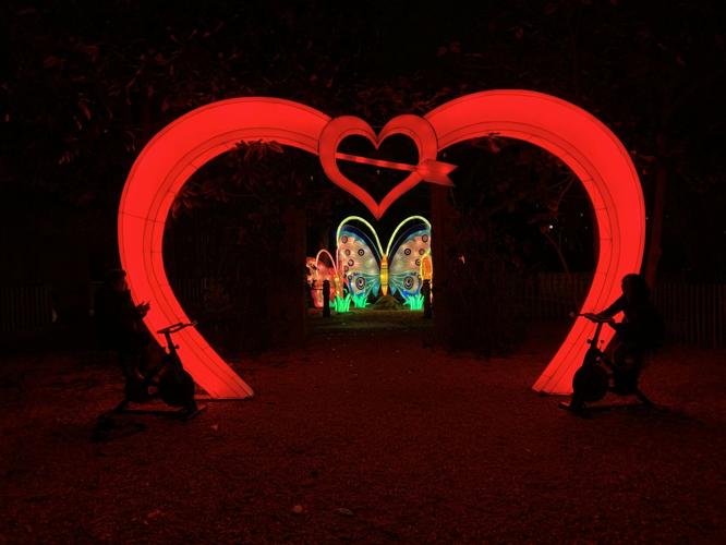 Wild Lights at Louisville Zoo