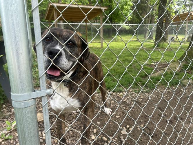 Bullitt County moves forward with plans for new animal shelter location