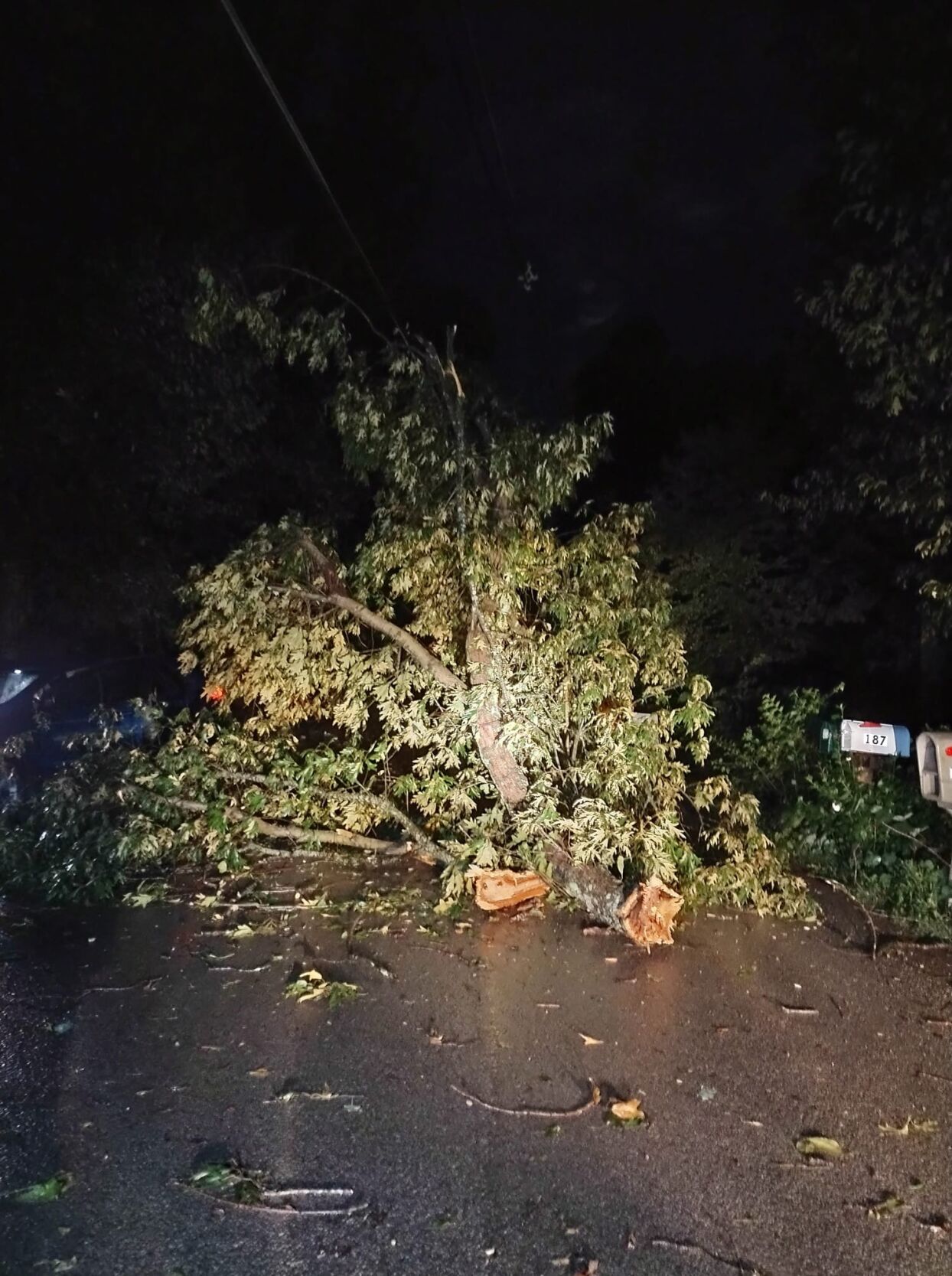 Cindy Owens - Glendale storm damage - Aug. 25, 2023.jpg
