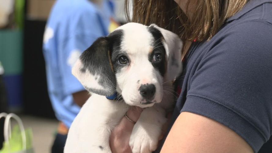 Mulligan's Mutt Madness adoption event 10-19-23