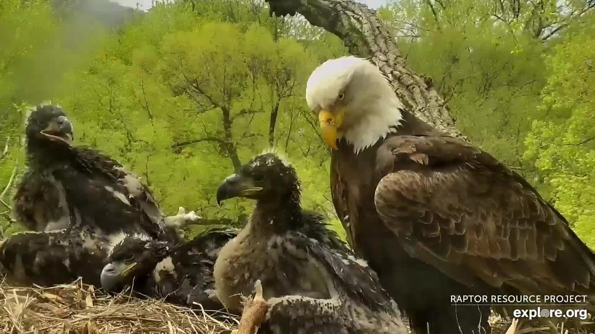 raptor eagle cam