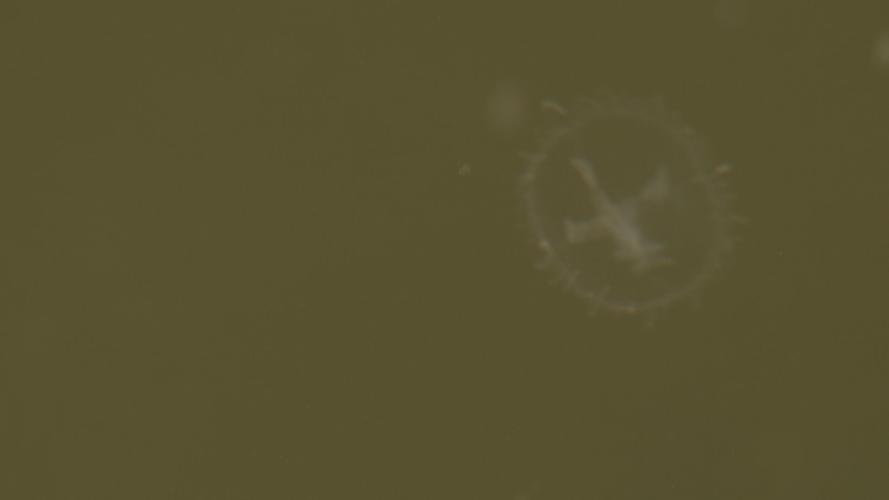 Shawnee Park Jellyfish 10.jpg