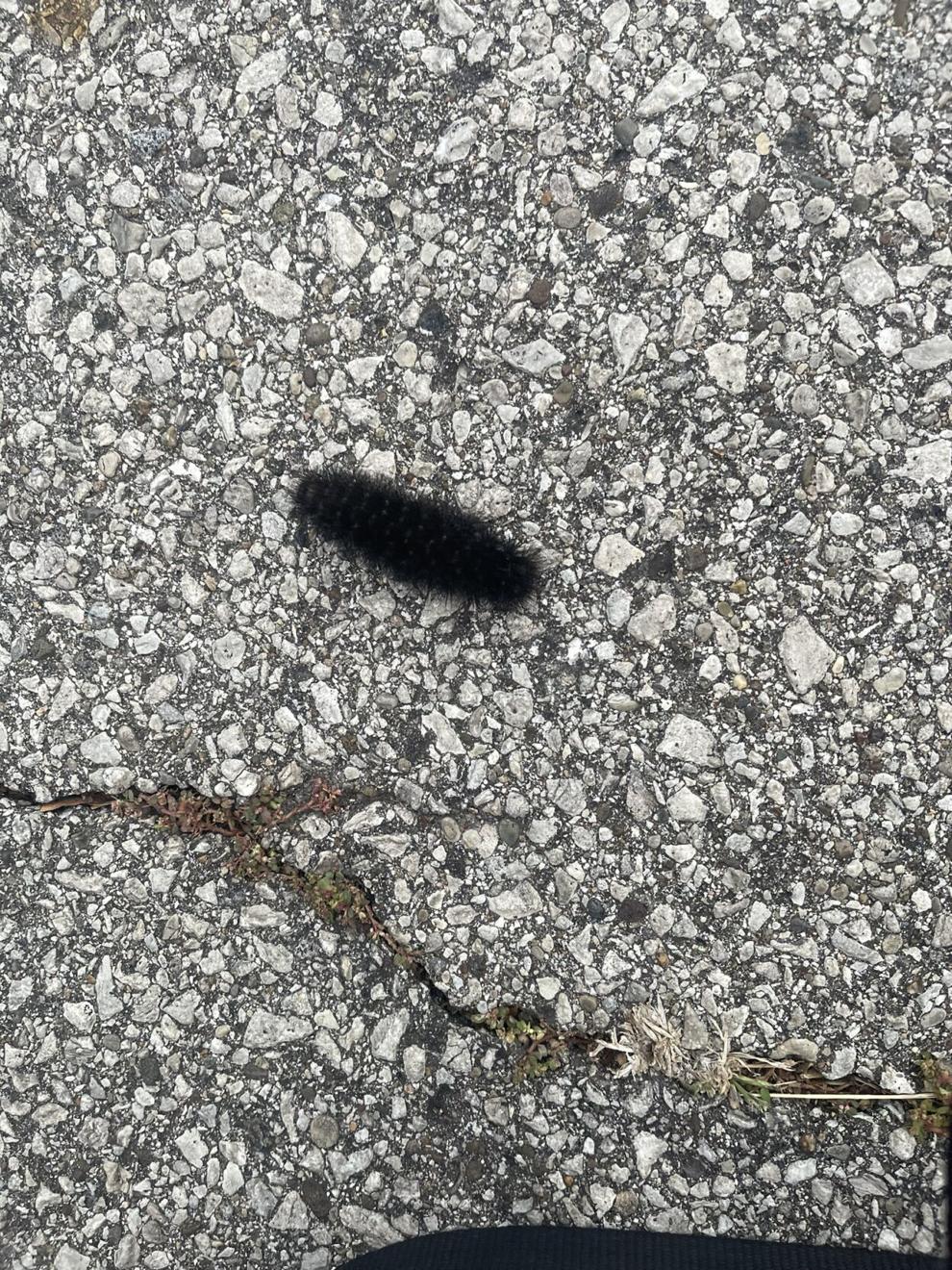 WOOLLY WORMS What Do They Indicate For The Winter Season