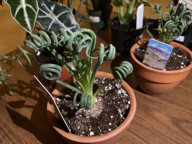 Gardeners' Fair (12).JPG