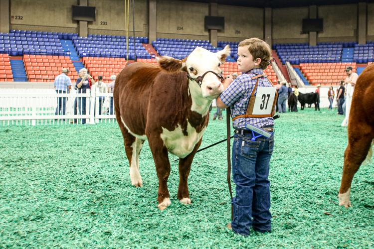 KY STATE FAIR - FILE  LIVESTOCK COMPETITIONS 2.jpg