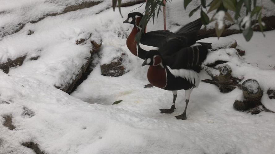 LOUISVILLE ZOO SNOW DAY.jpeg