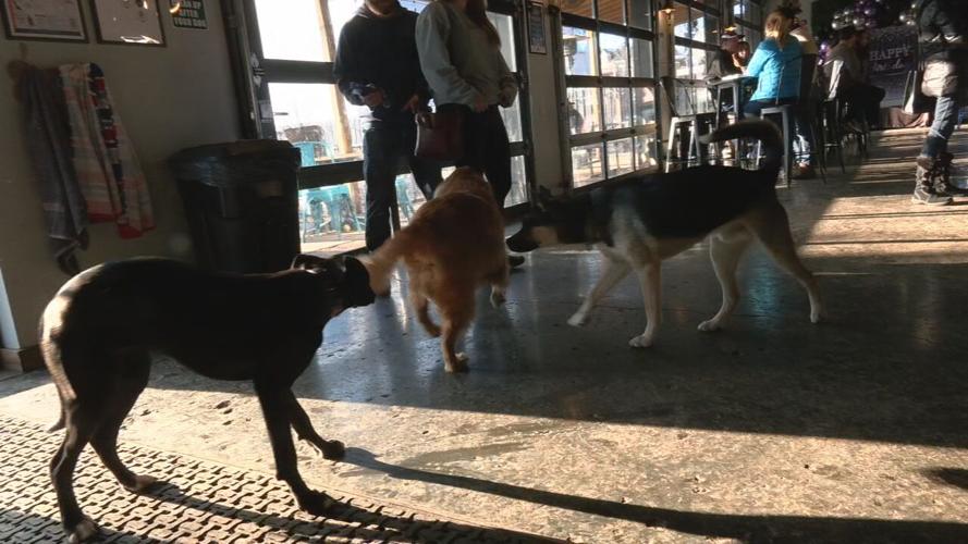 PGJ DOG PARK BAR 3RD BDAY (2).jpeg