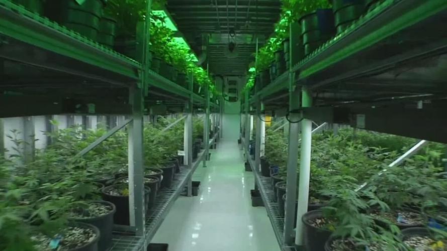 MEDICAL MARIJUANA TRIPS