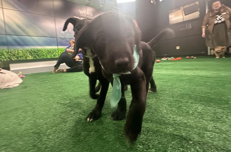 Kentucky Humane Society adoptable puppies