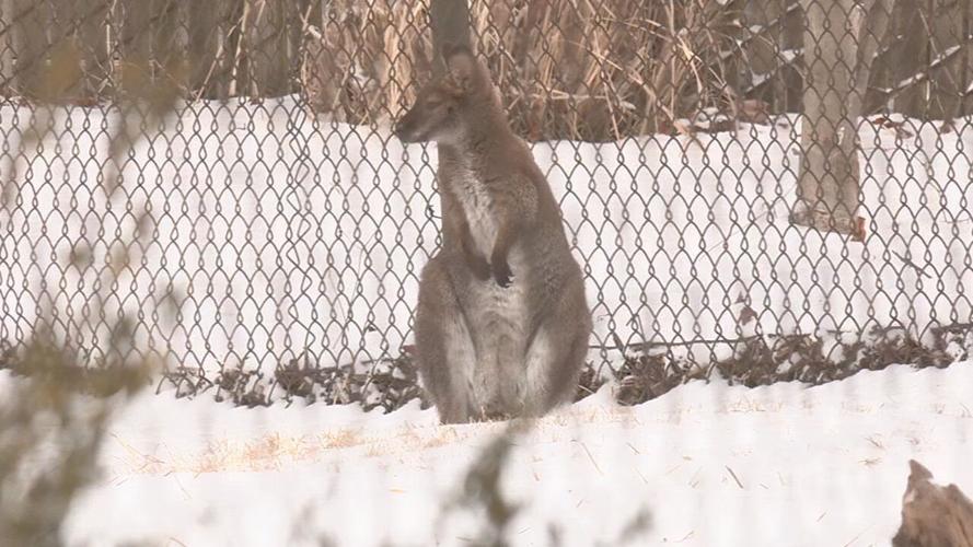 LOUISVILLE ZOO SNOW DAY.jpeg
