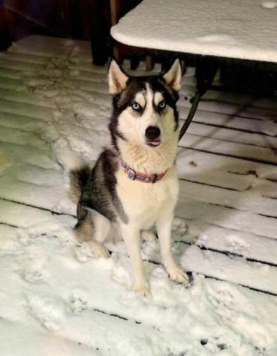 3-year-old Husky, Ghost