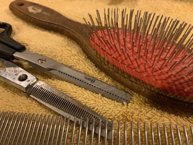 keith dog groom 3-31-20.jpg