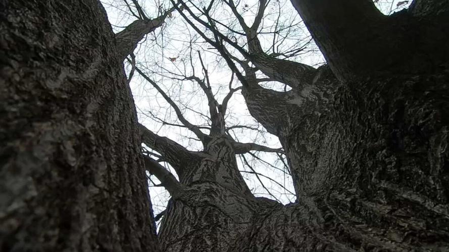 U OF L TREE AND HEALTH STUDY