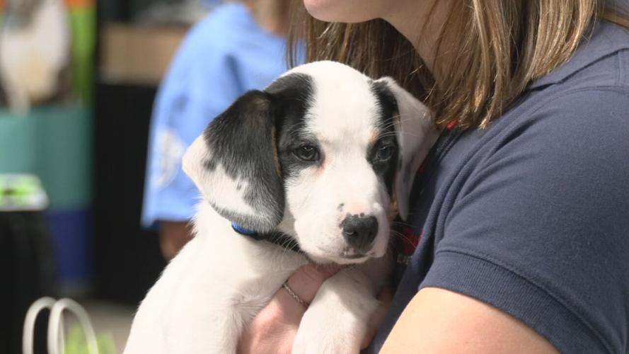 Mulligan's Mutt Madness adoption event 10-19-23