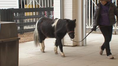 Tatanka