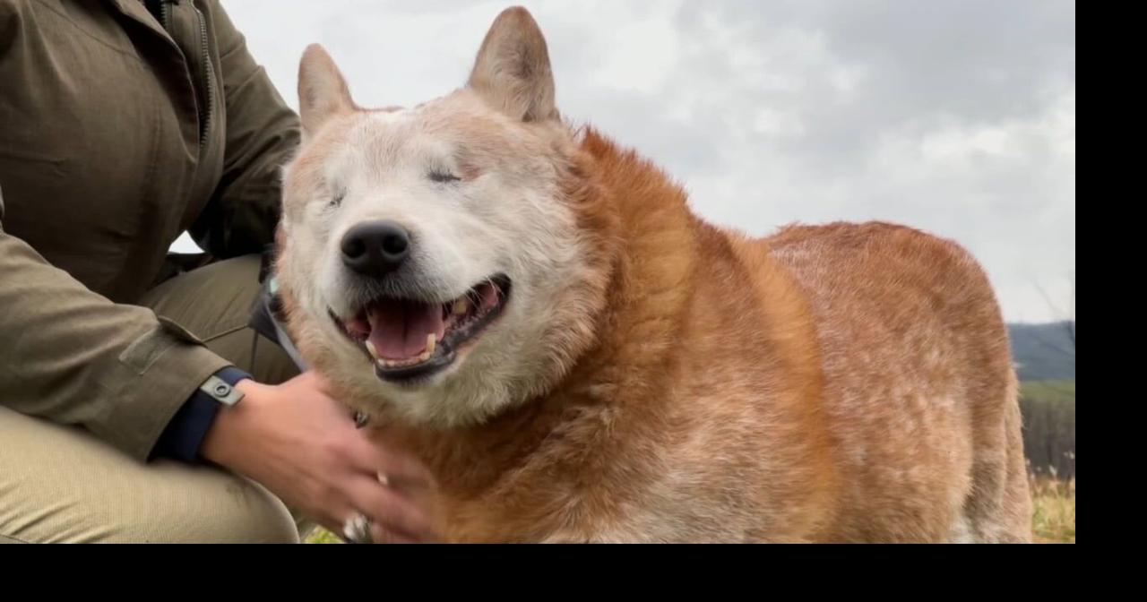 No-eyed Kentucky dog up for People's Choice Pup Award
