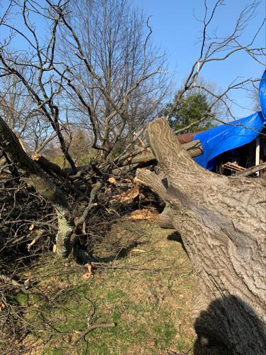 Tree falls onto home